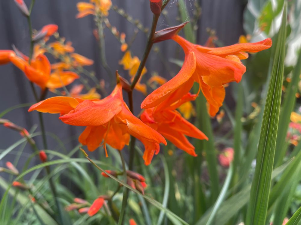 Crocosmia 