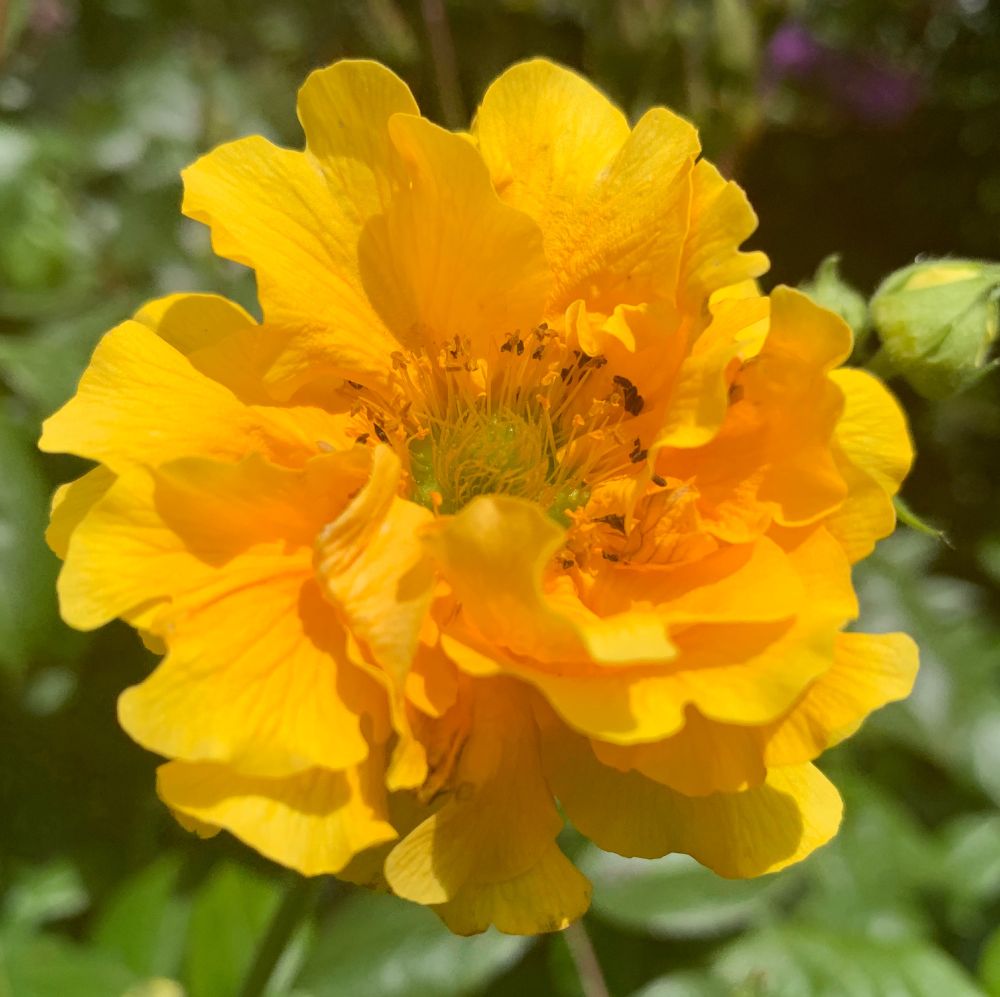 Geum