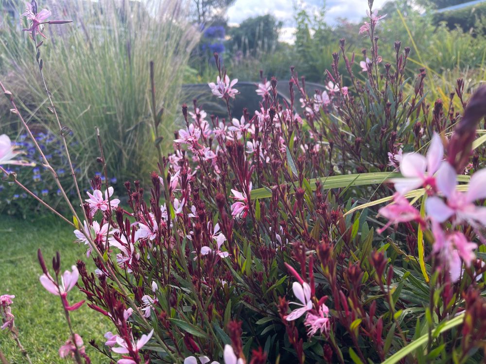 Gaura