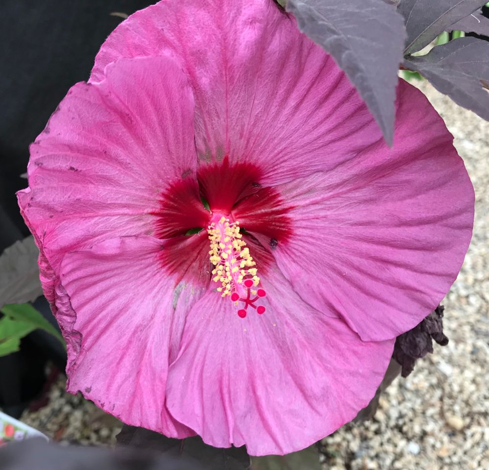 Perennial hibiscus 