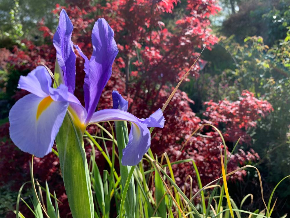 Dutch iris