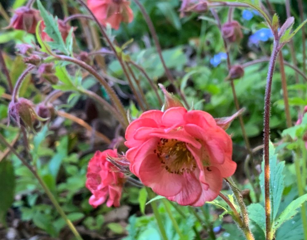 Geum