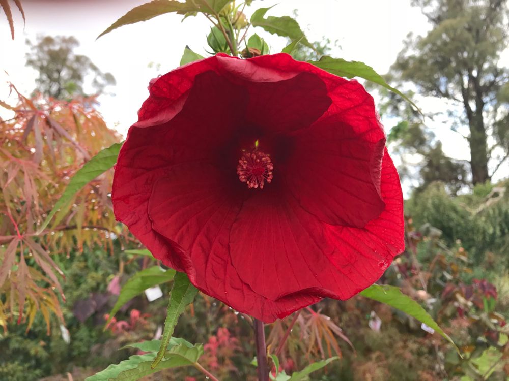 Perennial hibiscus
