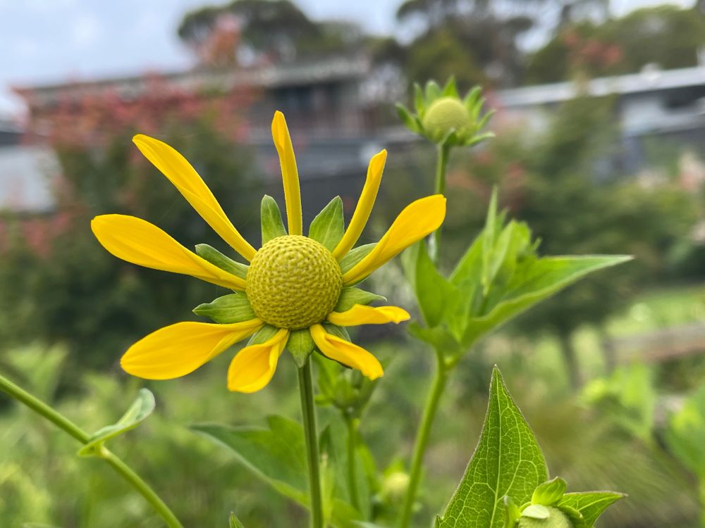 Helianthus