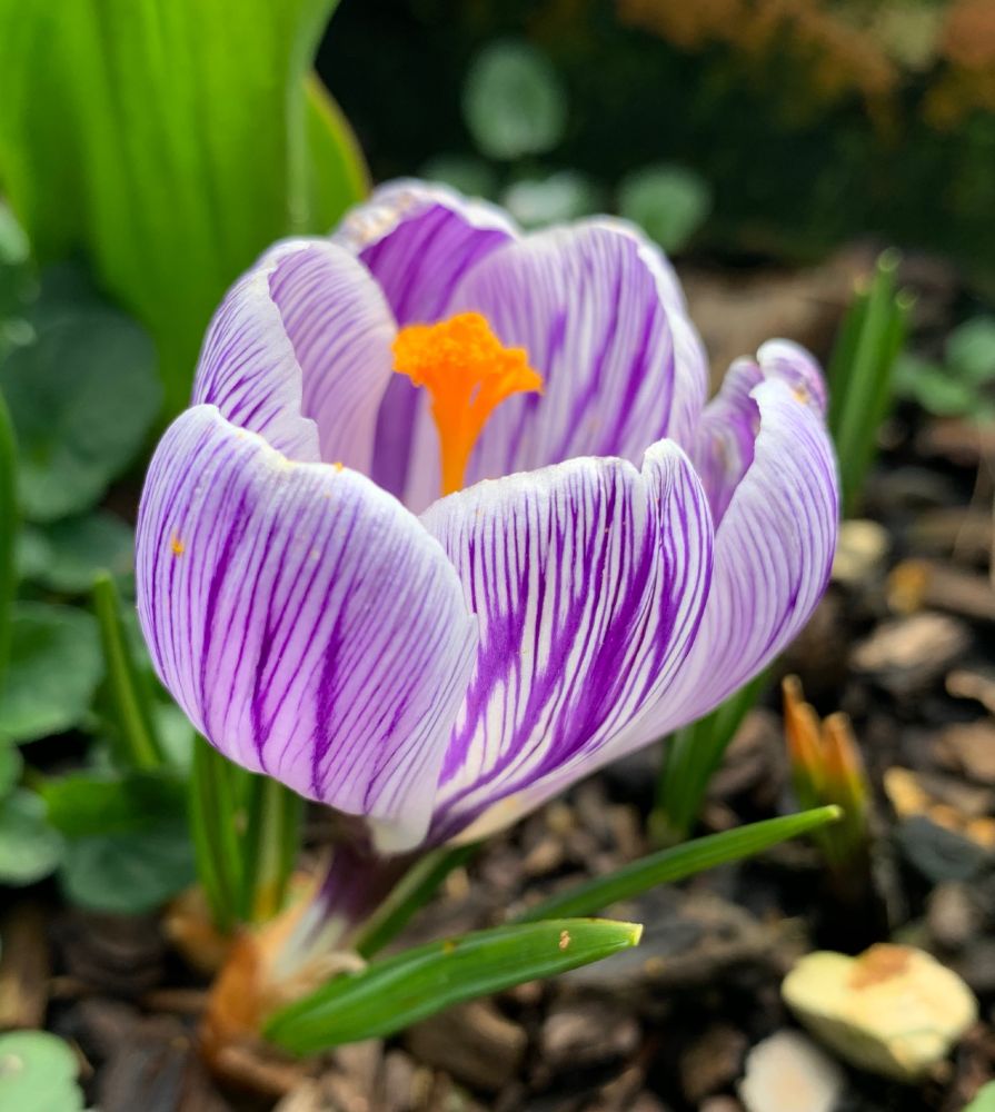 Crocus