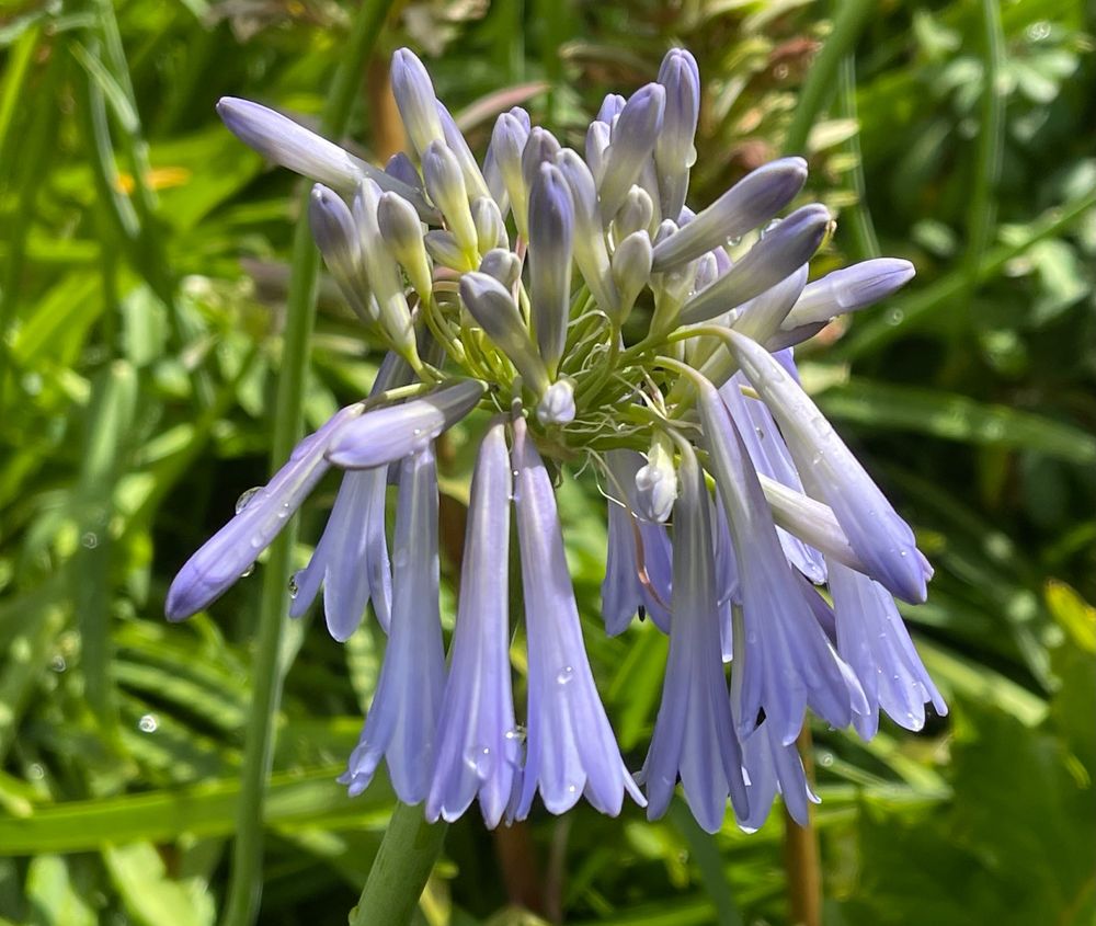 Agapanthus