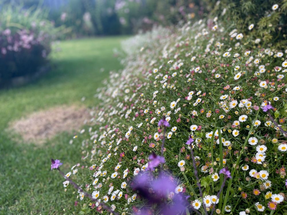 Seaside daisy
