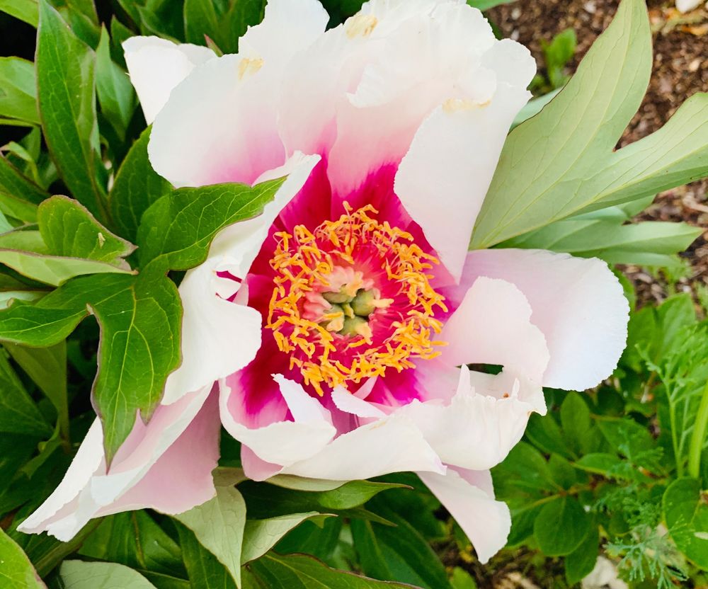 Peony rose