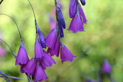 Dierama 