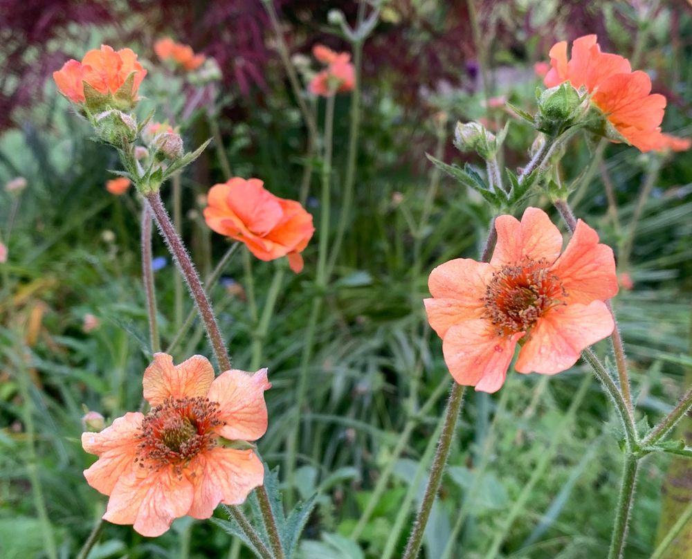 Geum