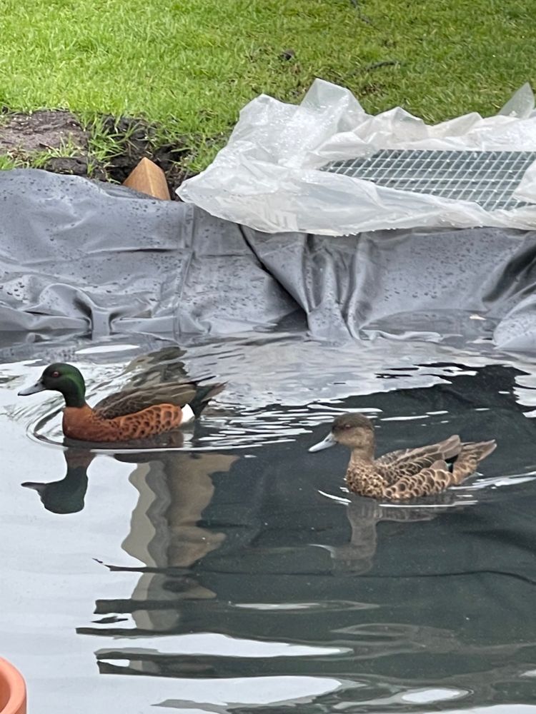 Ducks on the pond