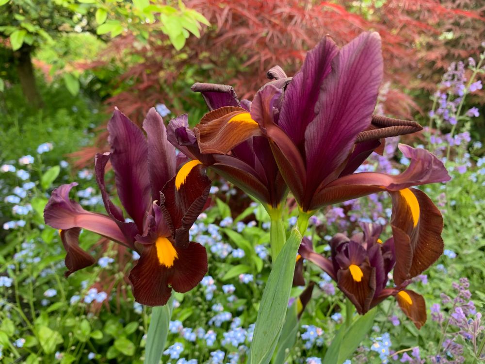 Dutch iris