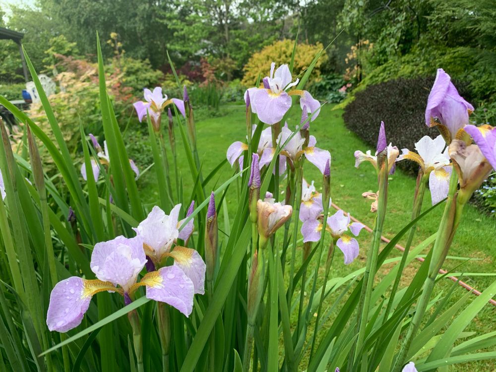 Deck garden