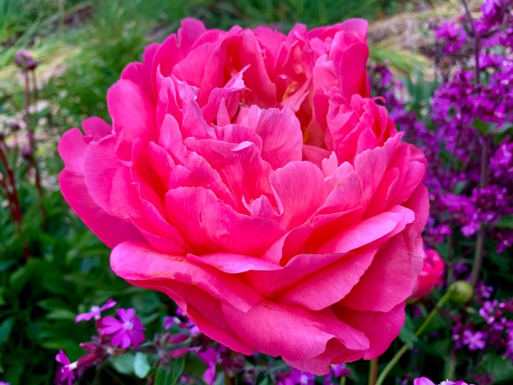 Peony rose