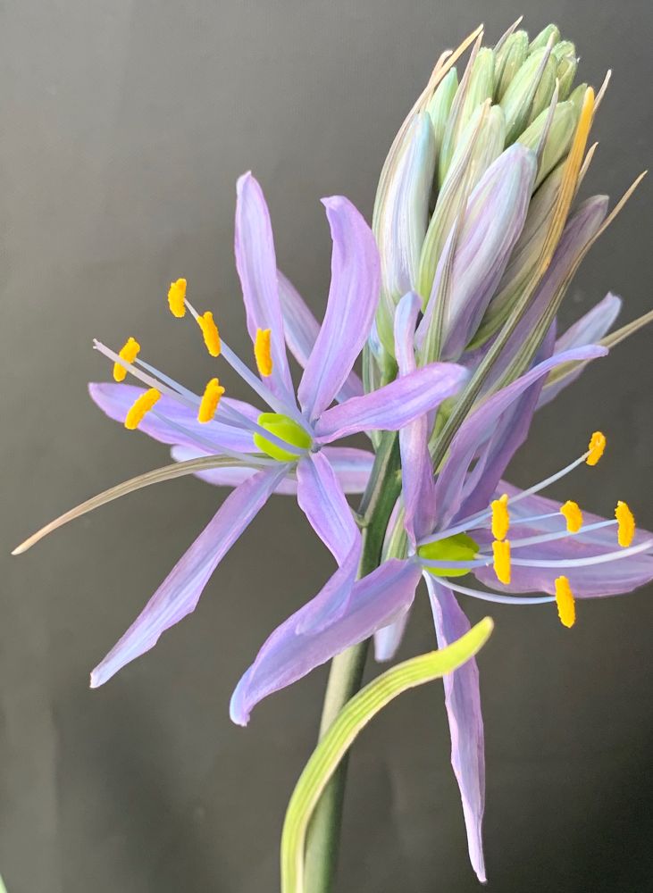Camassia
