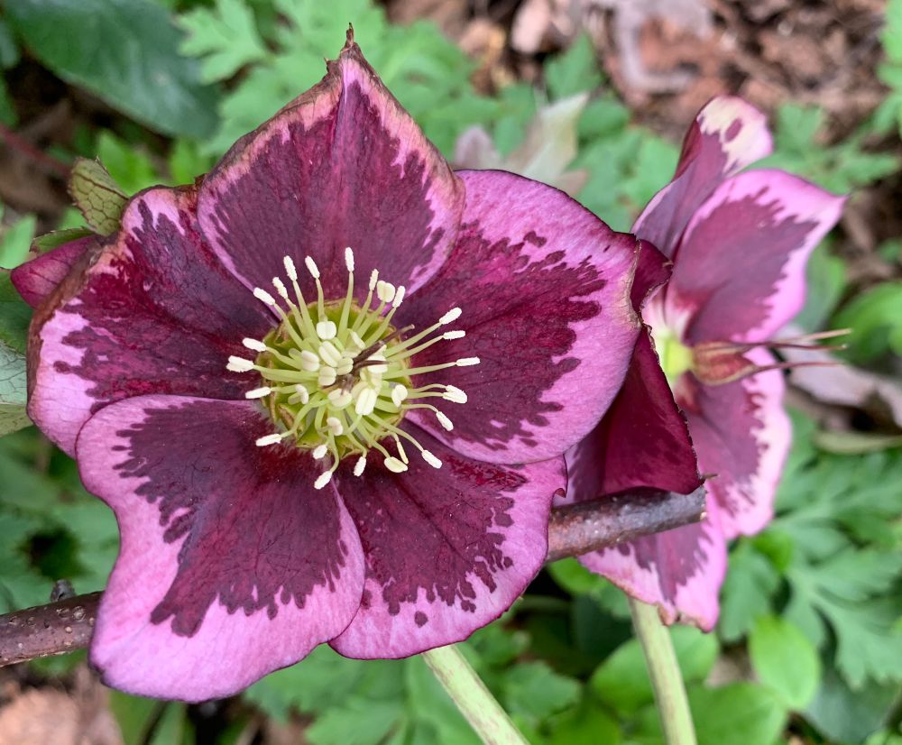 Hellebore 