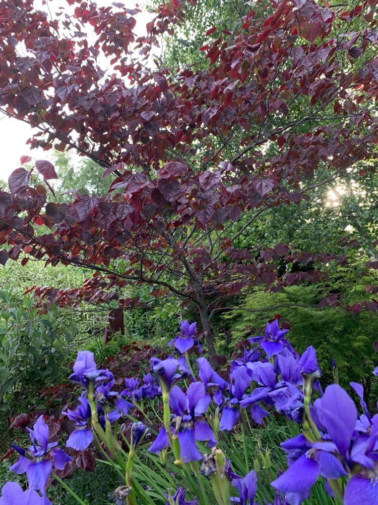 Forest pansy