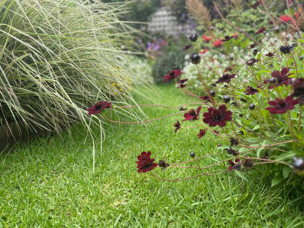 Chocolate cosmos