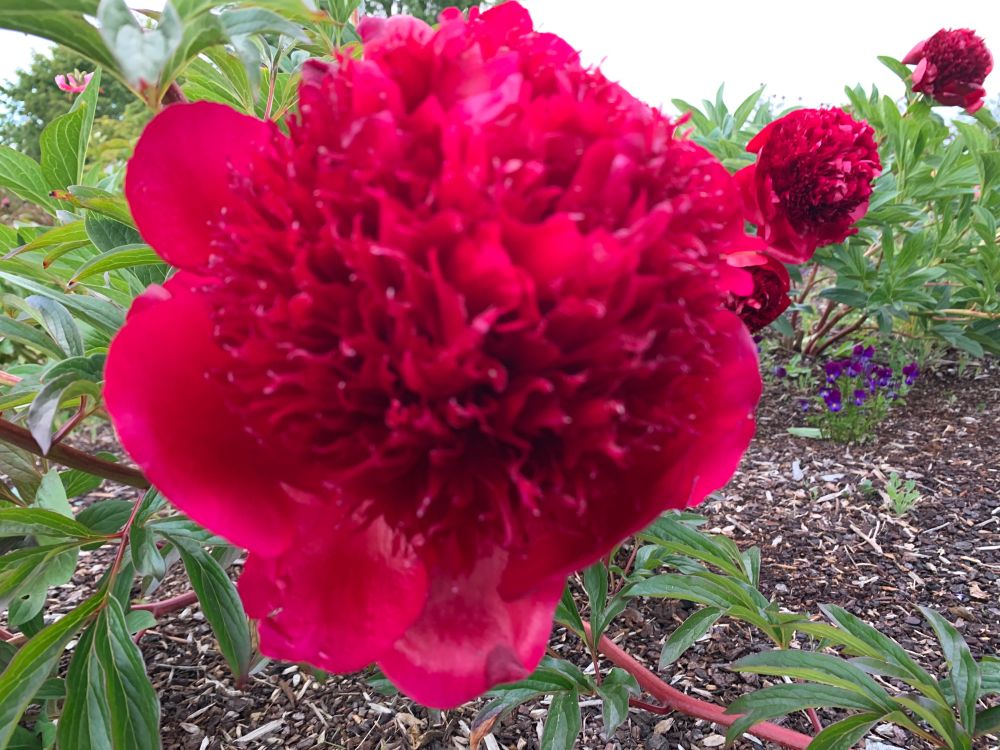 Peony rose