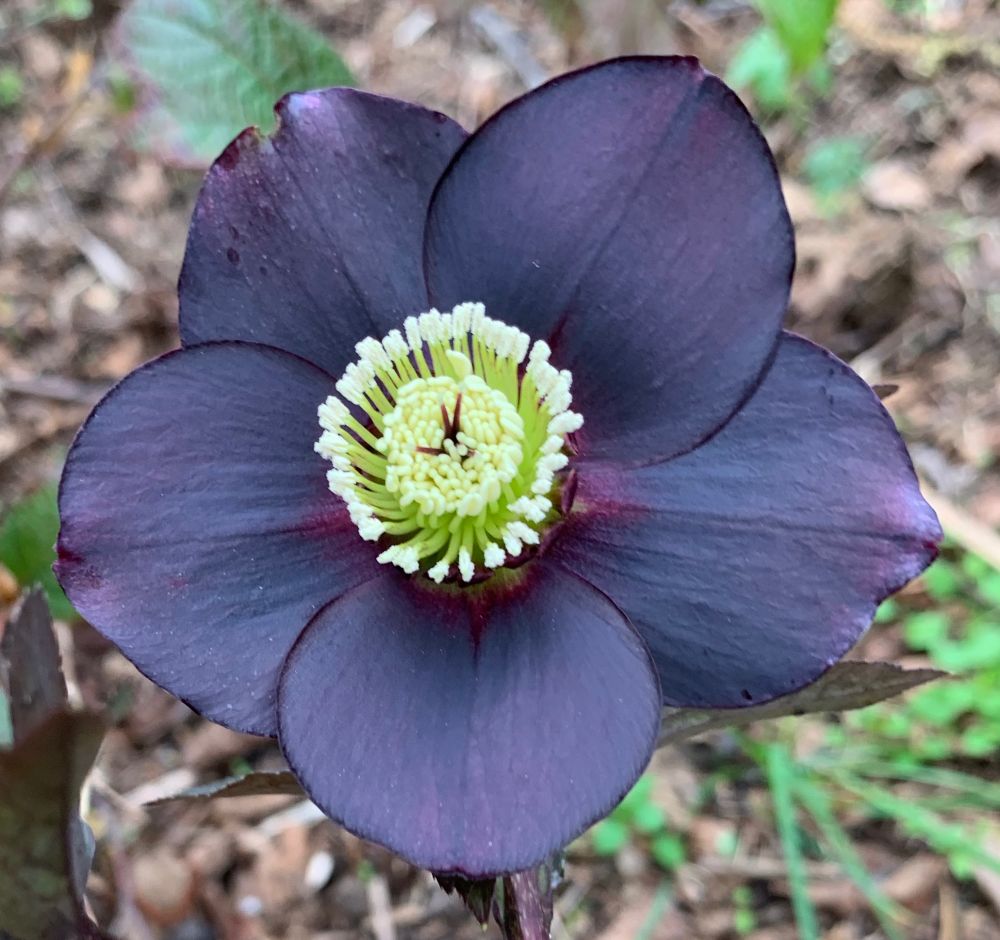 Hellebore 