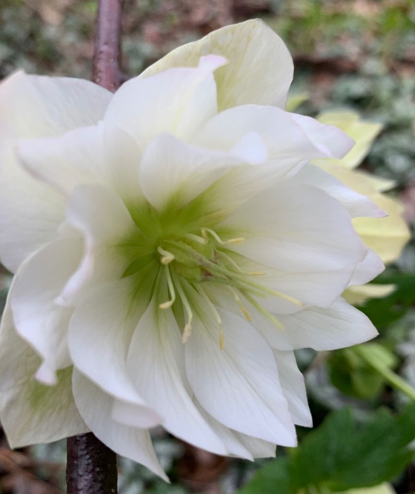 Hellebore 