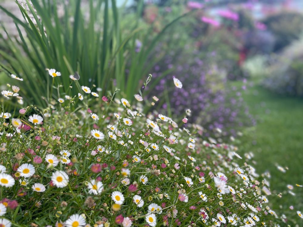 Seaside daisy