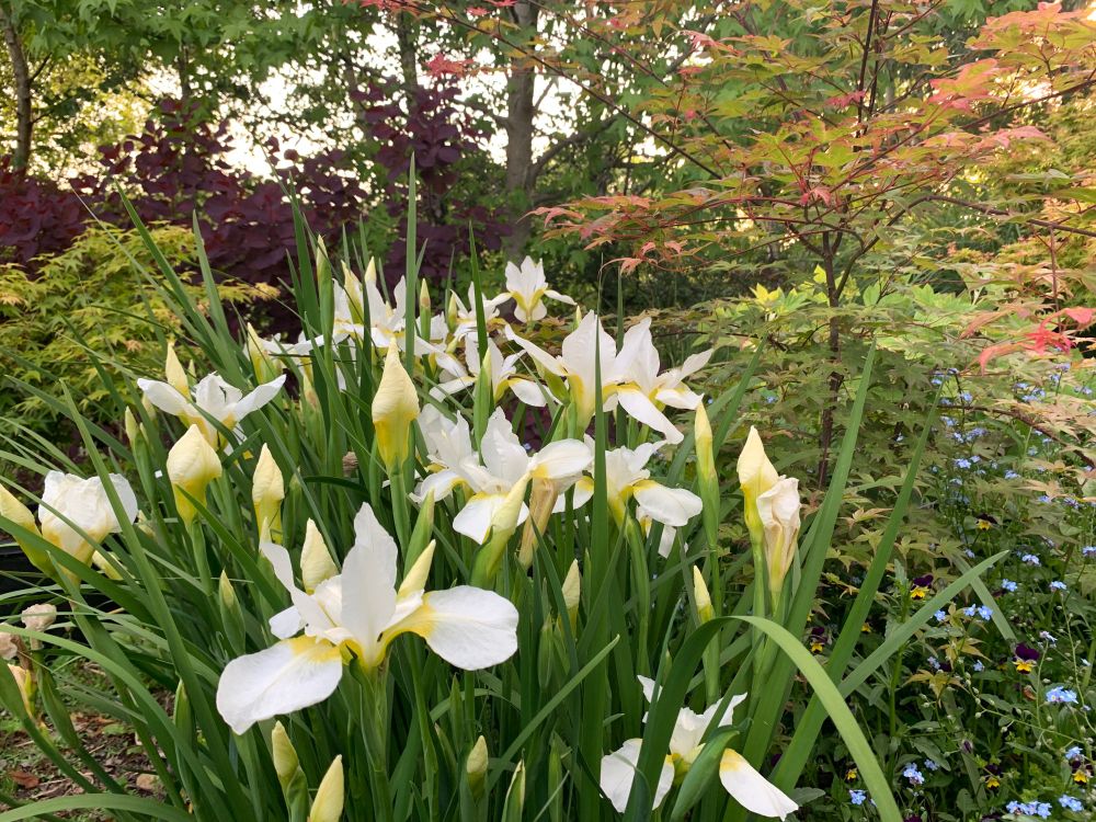 Iris 