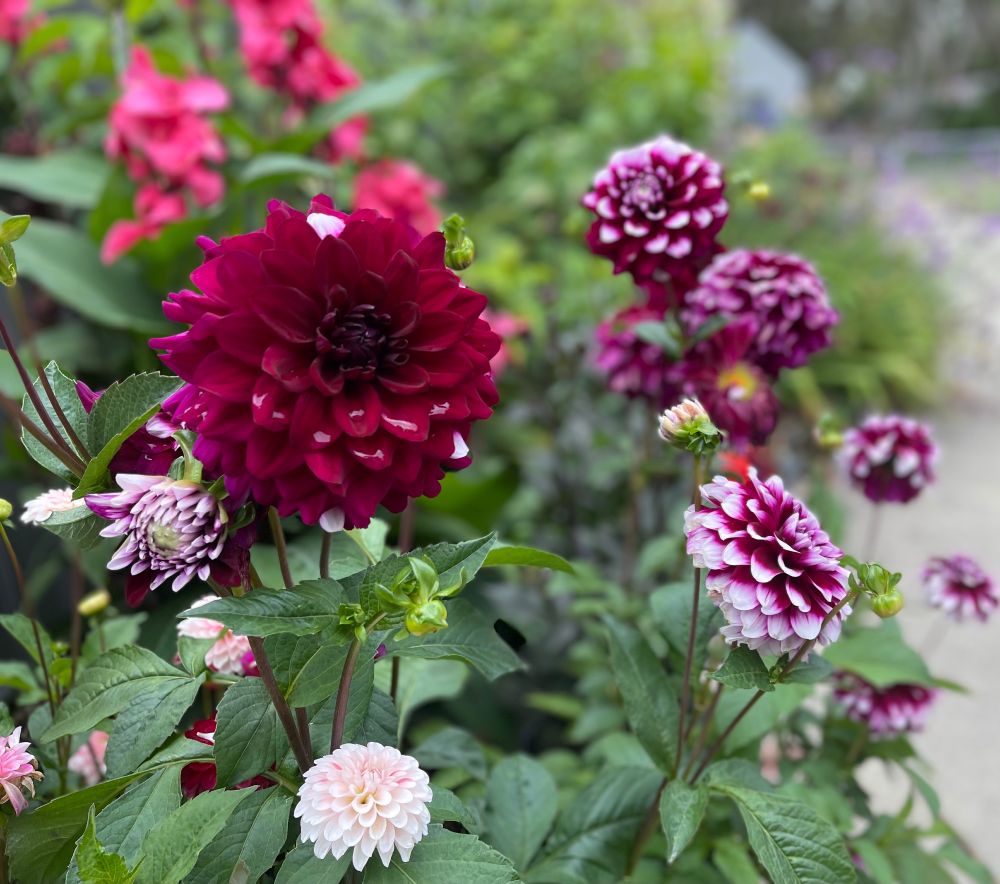 Dahlia