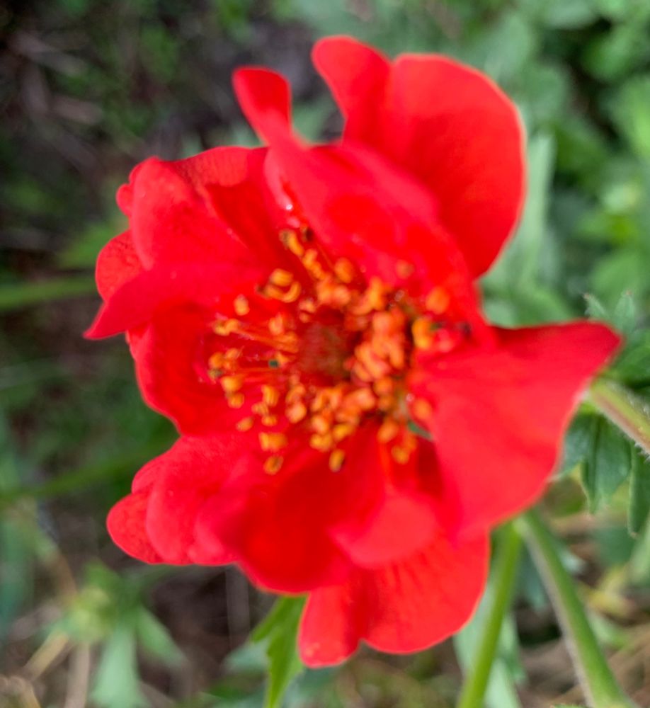 Geum