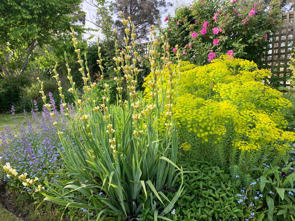 Euphorbia 