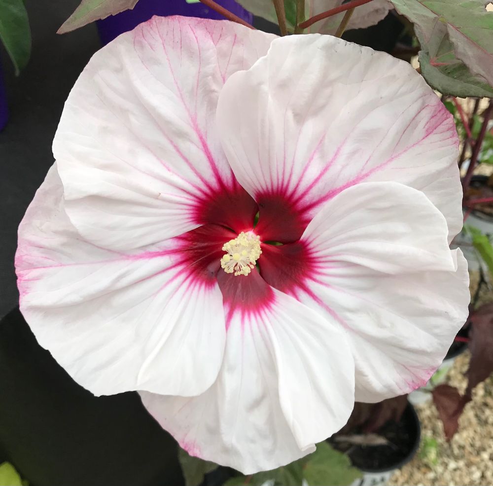 Perennial hibiscus 
