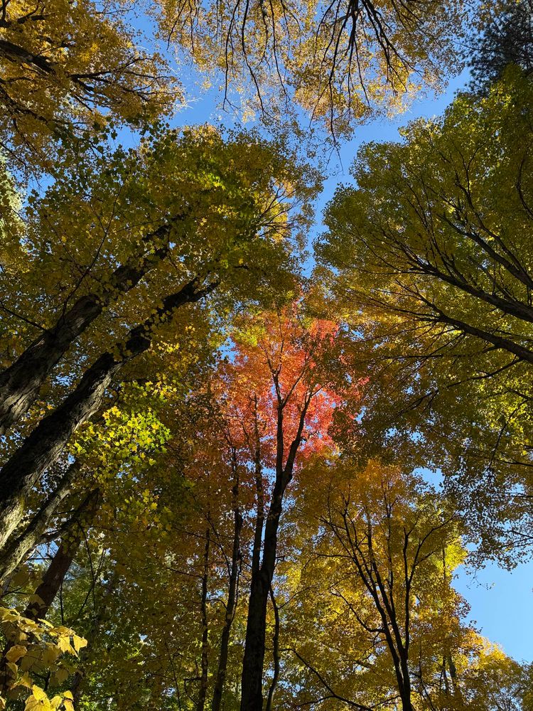 Looking up at blue sky through fall colored trees