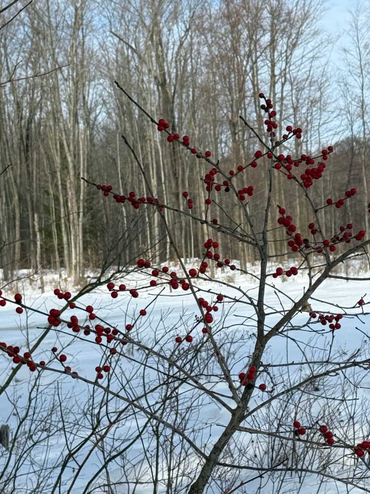 Red holly berries in the snow