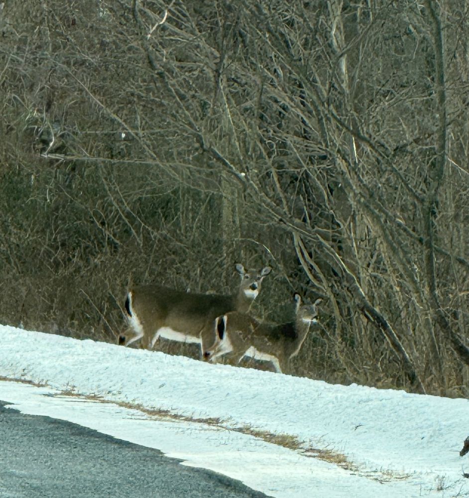 Two white tailed deer by the side of the road 