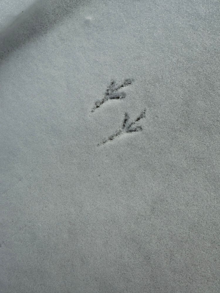 Bird footprints in the snow