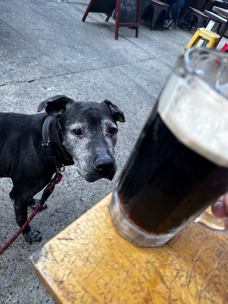 Dog outside a bar with a shot of a beer in the foreground.