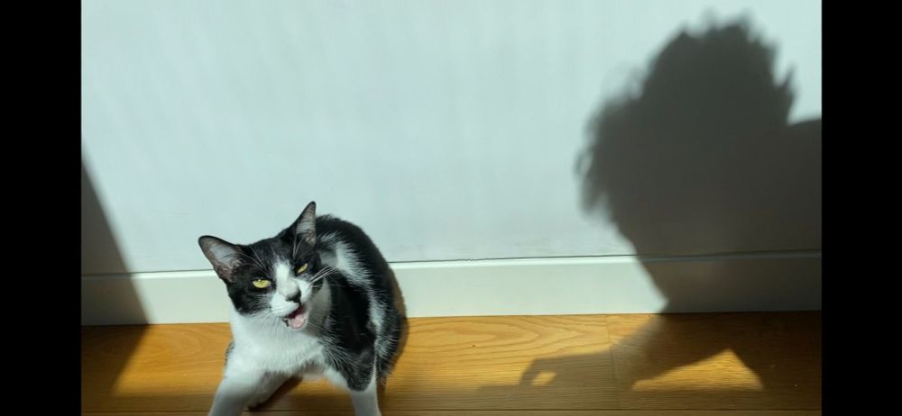 A picture of a black and white cat named Kiki with a face that appears twisted by malice. The shadow of the photographer approaches, menacingly. 