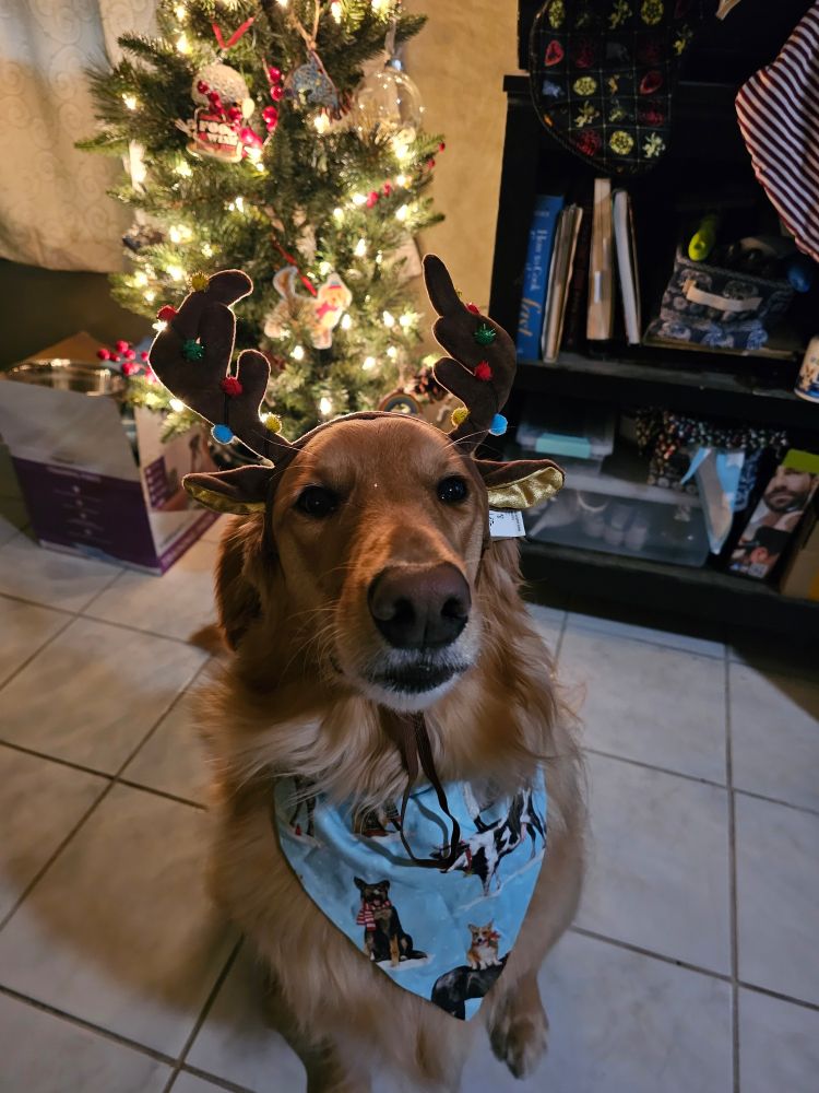 Fluffy Golden doggo with a Christmas bandana sitting prettily in front of a lit Christmas tree and 3 stockings. She now has a pair of antlers on and would like to file a grievance. 