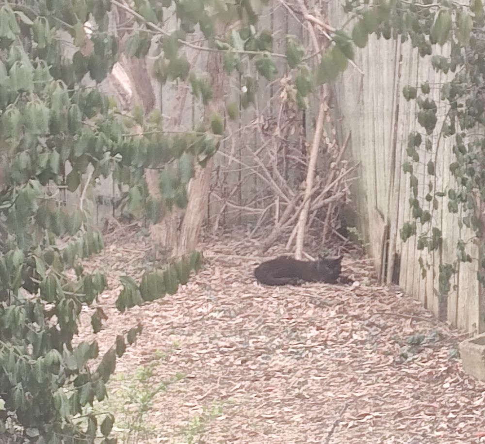 Point of view: You're looking out a window into a back yard. The ground is still brown from winter, though a honey locust tree and the yard's wooden fence have green vines climbing over them. A black cat lays down next to a hole in the fence, his eyes open and ears alert.