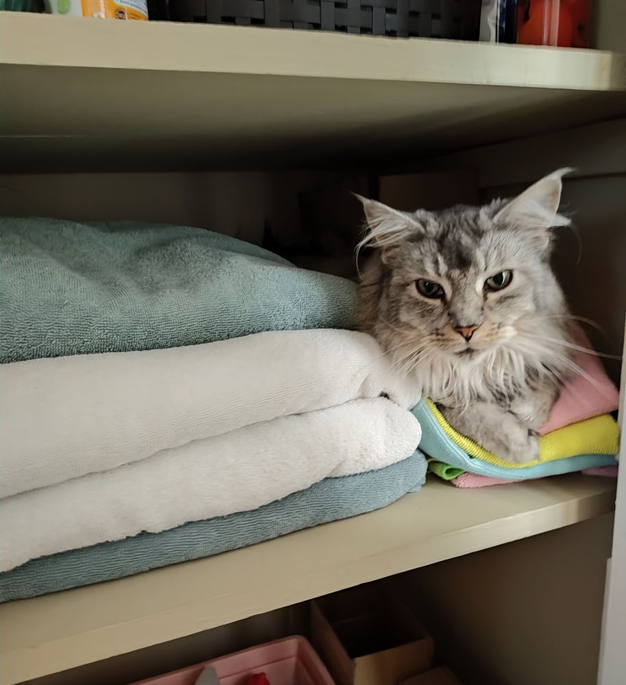 POV: you've just opened your towel closet to discover a fluffy, gray Maine Coon with green eyes sitting next to a stack of towels, nestled on top of a bunch of colorful wash cloths.