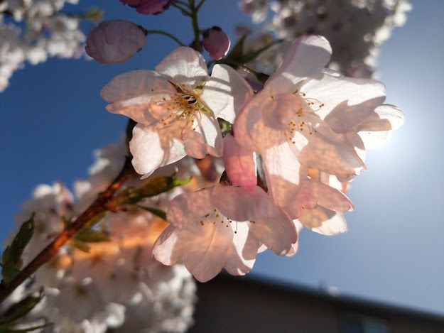 Pink and white cherry blossm flowers are illuminated by sunlight backed by a blue sky. Gold-colored lighting is hilighting the flowers from the foreground from reflections of the sun on glitter in the phone case.