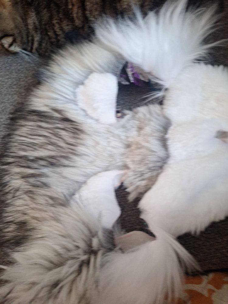 Flip side of pattern fur