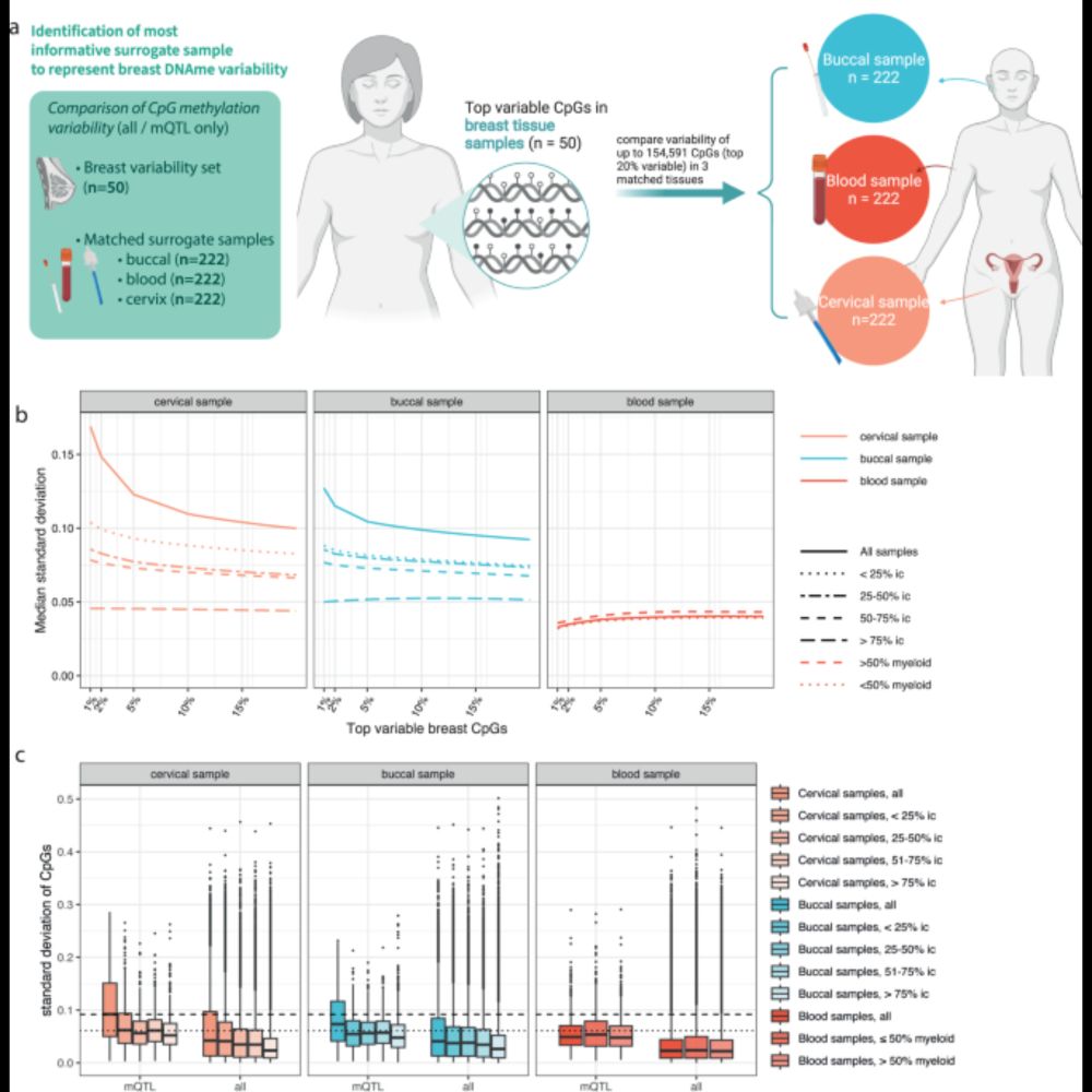 DNA methylation at quantitative trait loci (mQTLs) varies with cell type and nonheritable factors an...