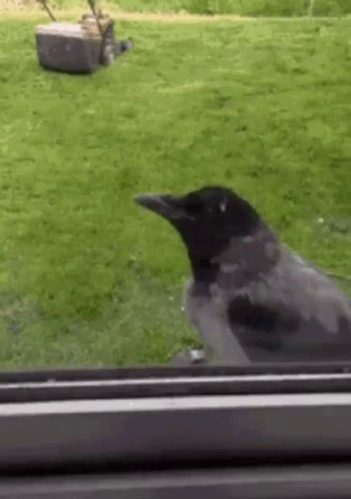 a black bird is standing in front of a window looking out .