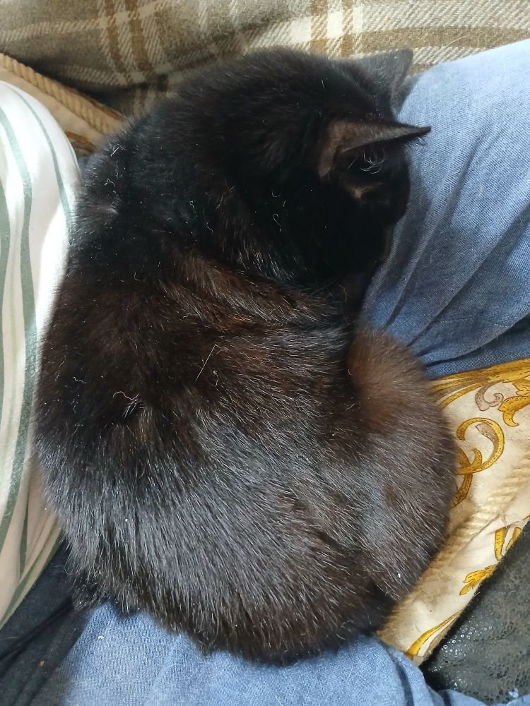 Meaghan asleep between my legs.