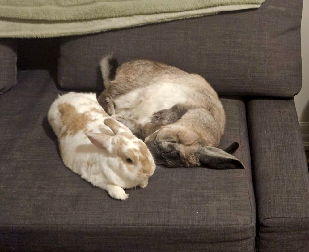 Two rabbits laying down on a couch, one is flipped on his side.