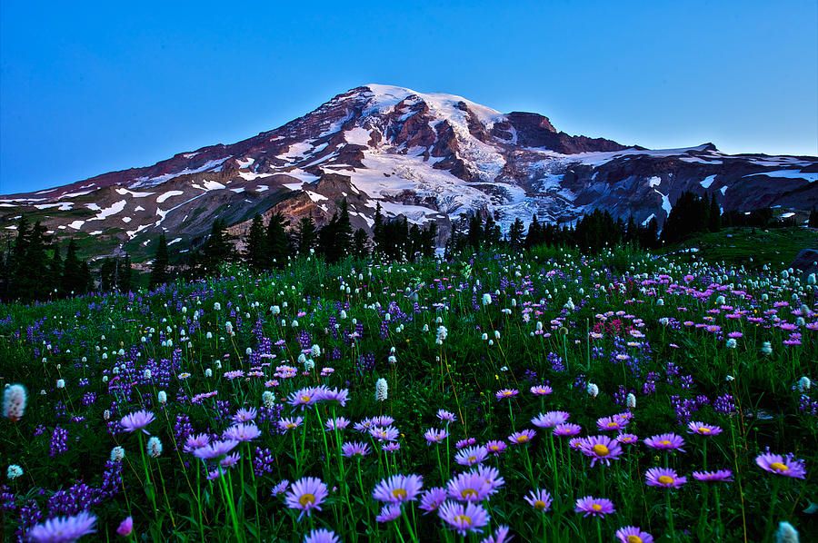 Mount Rainer surrounded by a field of wildflowers