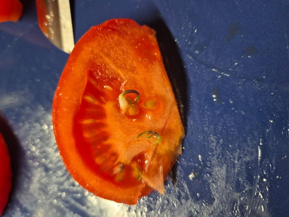 Aufgeschnittene rote Tomate in der bereits aus einigen Samen kleine Blättchen (?) wachsen