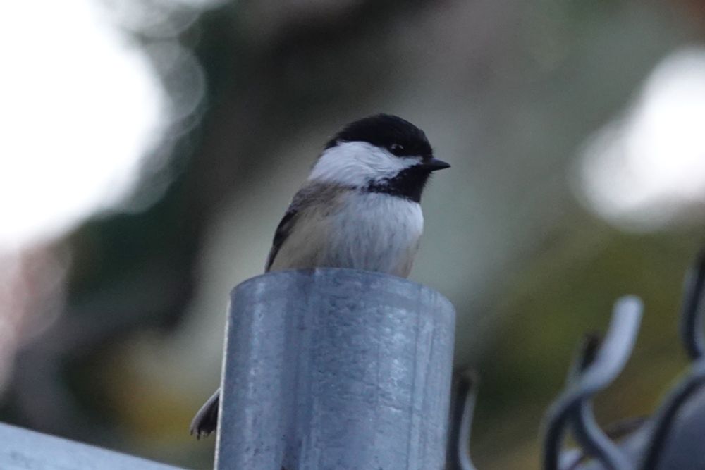Black-capped Chickadee on the fence