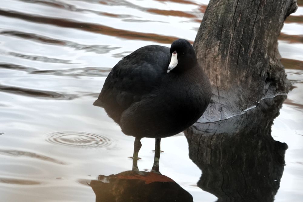 American Coot standing on a treestump in the pond